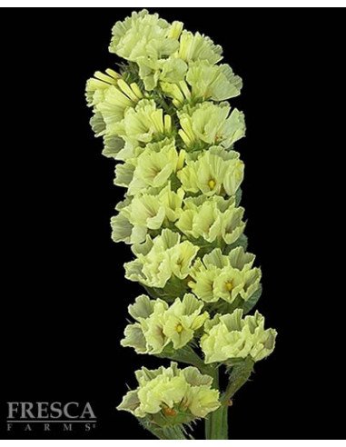 Statice Assorted 11 Bunches Statice Assorted 11 Bunches