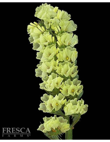 Statice Assorted 11 Bunches