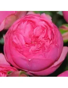 Garden Rose Dark Pink "Pink Piano" 36 Stems 2