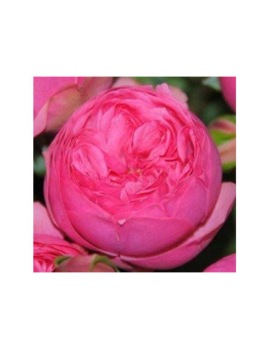 Garden Rose Dark Pink Pink Piano 24 / 36 / 48 Stems Garden Rose Dark Pink Pink Piano 24 / 36 / 48 Stems