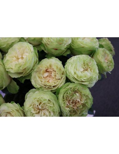 Garden Rose Green Mayra's Green 24 / 36 / 48 stems Garden Rose Green Mayra's Green 24 / 36 / 48 stems