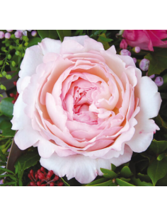 Garden Rose Keira creamy pink 24 / 36 / 48 Stems 2