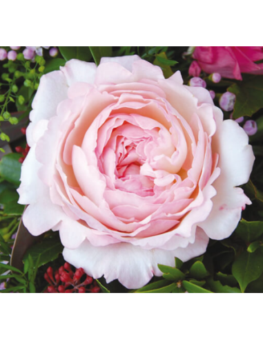 Garden Rose Keira creamy pink 24 / 36 / 48 Stems Garden Rose Keira creamy pink 24 / 36 / 48 Stems