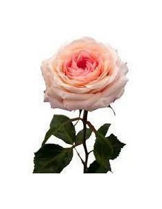 Ashley Garden Roses 2