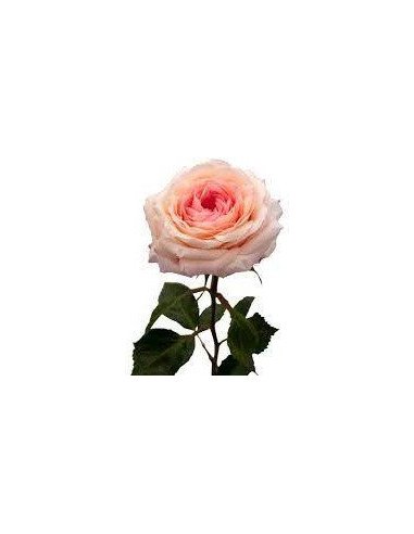 Ashley Garden Roses Ashley Garden Roses