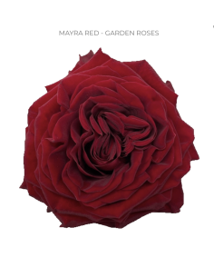 Garden Rose Mayra Red 100 stems 2