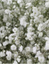 Gypsophila By the Box 26 Bunches