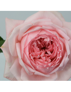 Garden Rose Princess Hitomi 24 / 36 / 48 Stems 2