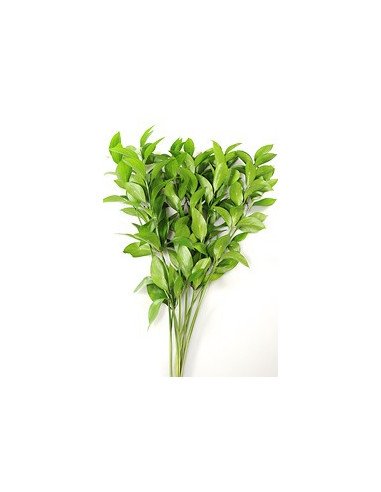 Ruscus Israeli
