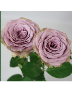Garden Rose Princess Kaori 24 / 36 / 48 Stems 2