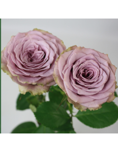 Garden Rose Princess Kaori 24 / 36 / 48 Stems Garden Rose Princess Kaori 24 / 36 / 48 Stems