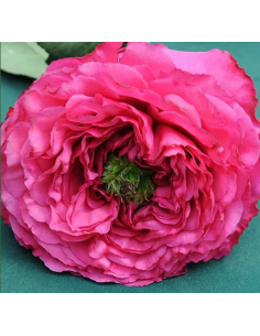 Garden Rose Princess Kishi 24 / 36 / 48 Stems 2
