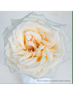 Garden Rose Princess Maya 24 / 36 / 48 Stems 2