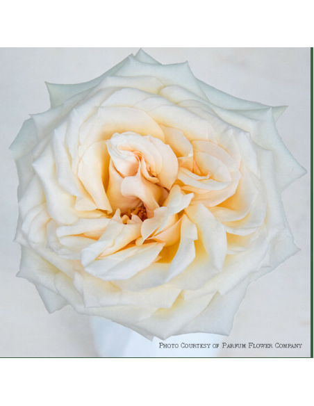 Garden Rose Princess Maya 24 / 36 / 48 Stems