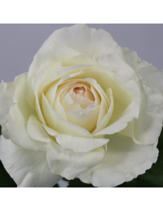 Garden Rose Princess Miyuki 24 / 36 / 48 Stems 2