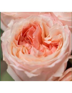 Garden Rose Princess Sakura 24 / 36 / 48 Stems 2