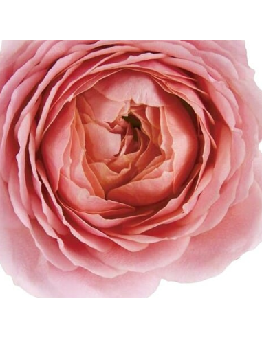 Garden Rose Romantic Antike 24 / 36 / 48 Stems Garden Rose Romantic Antike 24 / 36 / 48 Stems