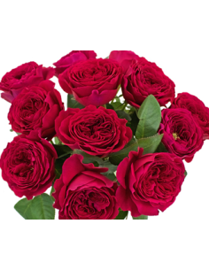 Garden Rose Ruby Red Darcey 24 / 36 / 48 Stems 2
