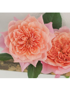 Garden Rose Wabara Miyabi 24 / 36 / 48 Stems 2