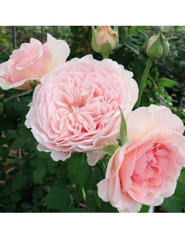 Garden Rose WABARA Senlitsu™ 24 / 36 / 48 Stems Garden Rose WABARA Senlitsu™ 24 / 36 / 48 Stems