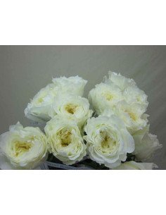 Garden Rose White Patience 36 Stems 2