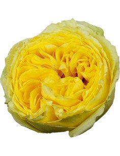 Garden Rose Yellow Mayra's Yellow 24 / 36 / 48 stems 2