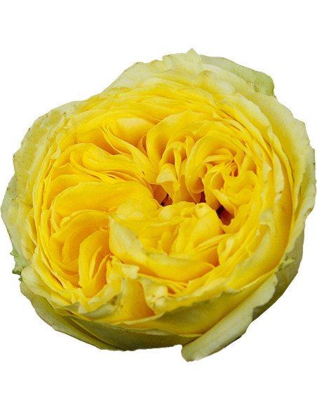Garden Rose Yellow Mayra's Yellow 24 / 36 / 48 stems