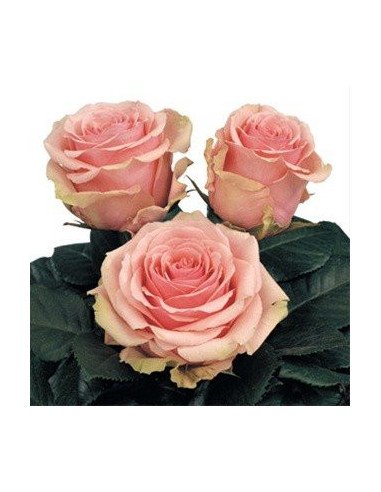 Geraldine Roses 50 / 100 / 200 stems