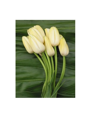 French Tulips Solid White By the Box 4 bunches. French Tulips Solid White By the Box 4 bunches.