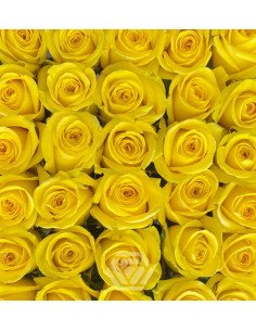 Goldfinch Yellow Rose 50 / 100 / 200 stems 2