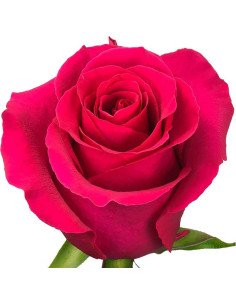 Gotcha Dark Pink  Roses 50 / 100 / 200 stems 2