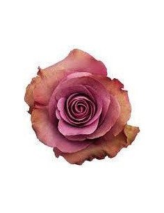 Govinda Lavender Rose 50 / 100 / 200 stems 2