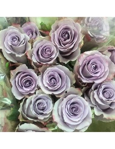 Grey Knight Lavender Rose 50 / 100 / 200 stems