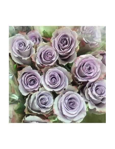 Grey Knight Lavender Rose 50 / 100 / 200 stems