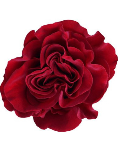 Hearts Red Roses 50 /  100 / 200  Stems Hearts Red Roses 50 /  100 / 200  Stems