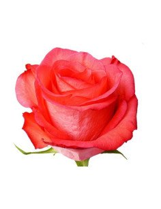 High and Booming Coral Roses 2