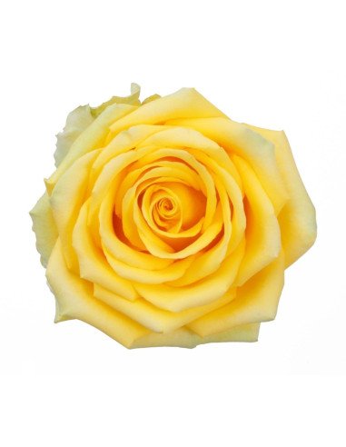 High and Exotic Yellow Rose High and Exotic Yellow Rose