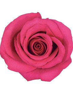Hot Princess Dark Pink  Roses 50 / 100 / 200 stems 2