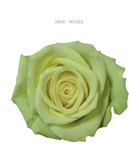 Jade Green Roses 50 / 100 / 200 stems