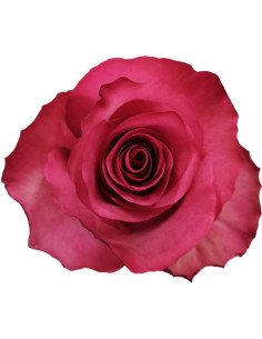 Lola Dark Pink  Roses 50 / 100 / 200 stems 2