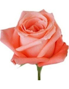 Marlyse Coral Roses 2