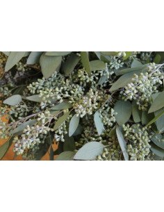 Eucalyptus Seeded ***ONLY CUPPED****