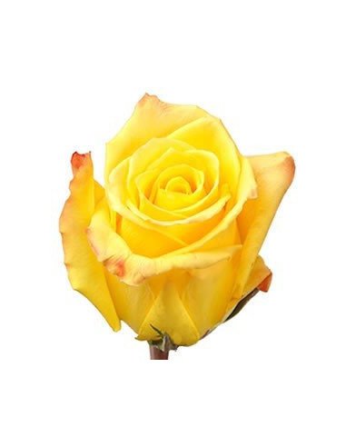 Mohana Yellow Rose