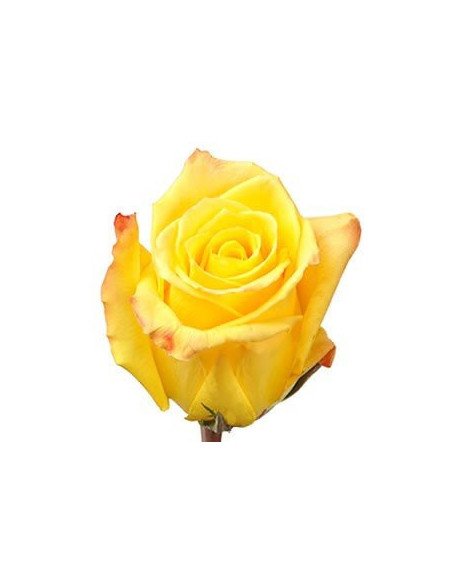 Mohana Yellow Rose