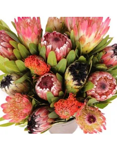 Protea Assorted 15 Stems
