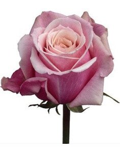 Panama Pink Rose 50 / 100 / 200 stems 2