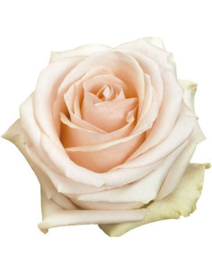 Pastella Rose 100 stems 2