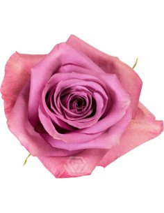Piacere Lavender Rose 50 / 100 / 200 stems 2