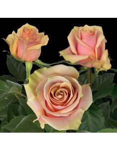Pink Ameretto Pink Rose 50 / 100 / 200 stems 2