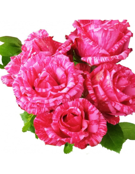 Pink Intuition Pink Rose 50 / 100 / 200 stems